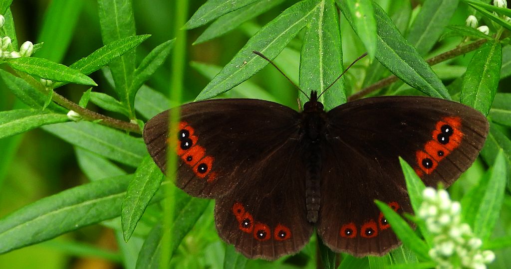 Górówka medea (Erebia aethiops)