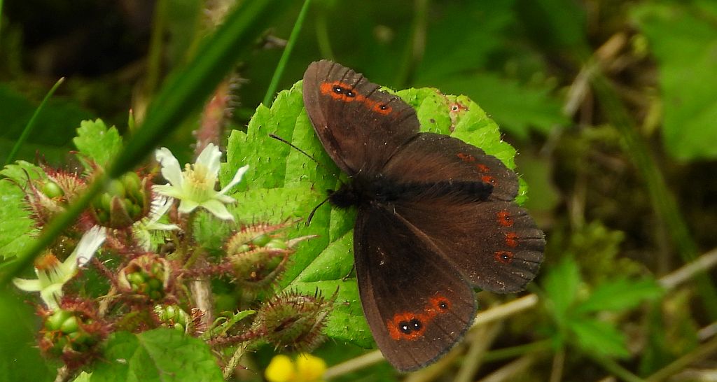 Górówka medea (Erebia aethiops)