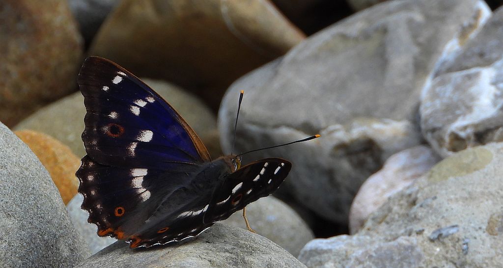 Mieniak strużnik (Apatura ilia)