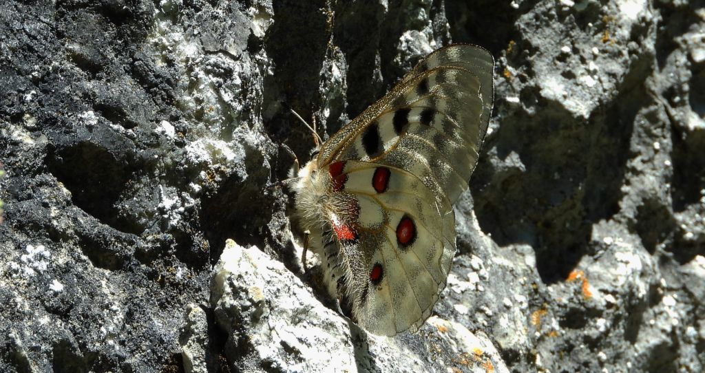 Niepylak apollo (Parnassius apollo)