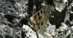 Niepylak apollo (Parnassius apollo)