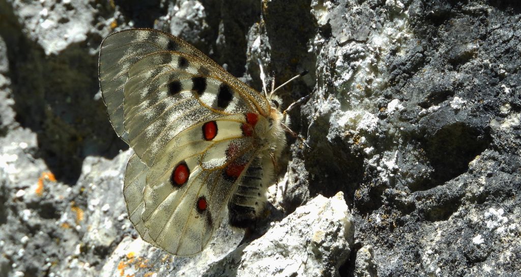 Niepylak apollo (Parnassius apollo)