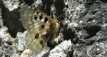 Niepylak apollo (Parnassius apollo)