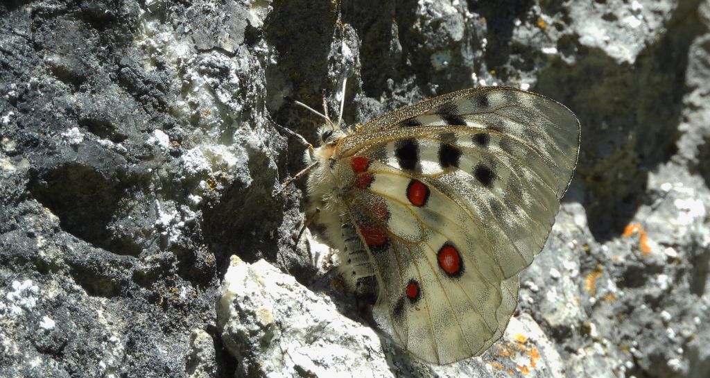 Niepylak apollo (Parnassius apollo)