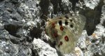 Niepylak apollo (Parnassius apollo)