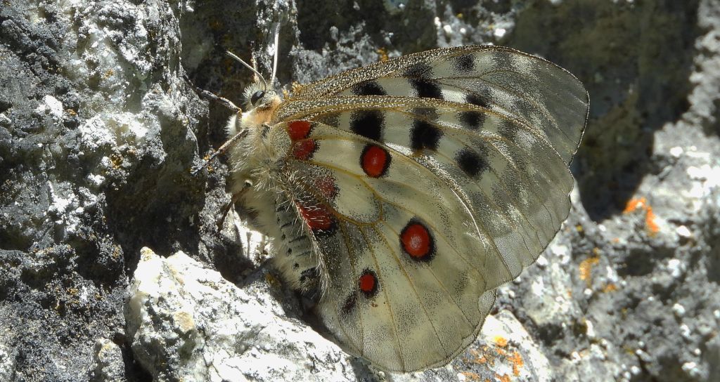 Niepylak apollo (Parnassius apollo)