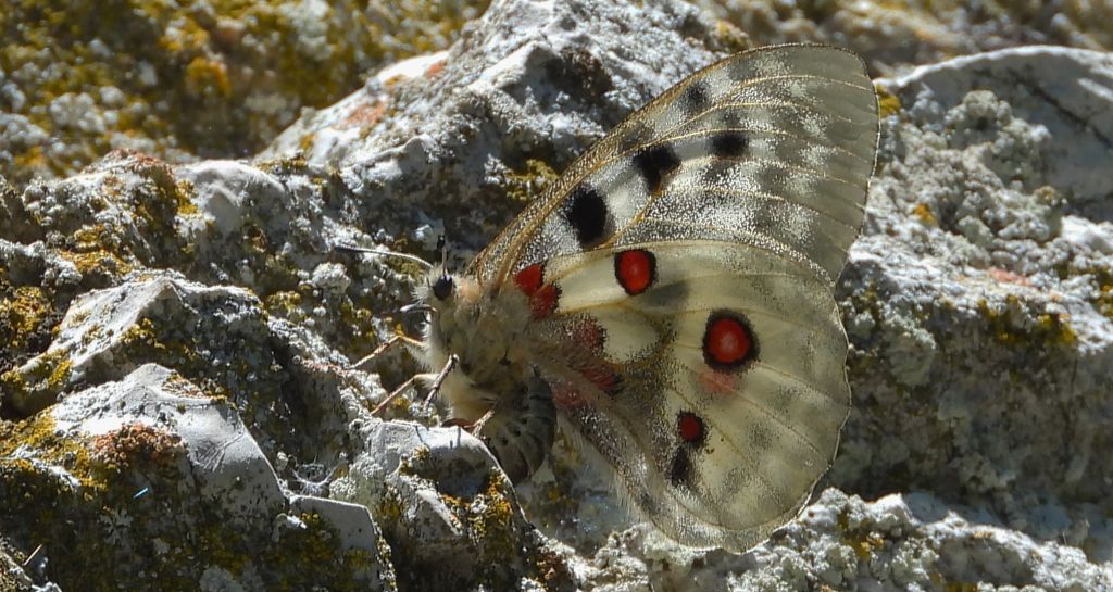 Niepylak apollo (Parnassius apollo)