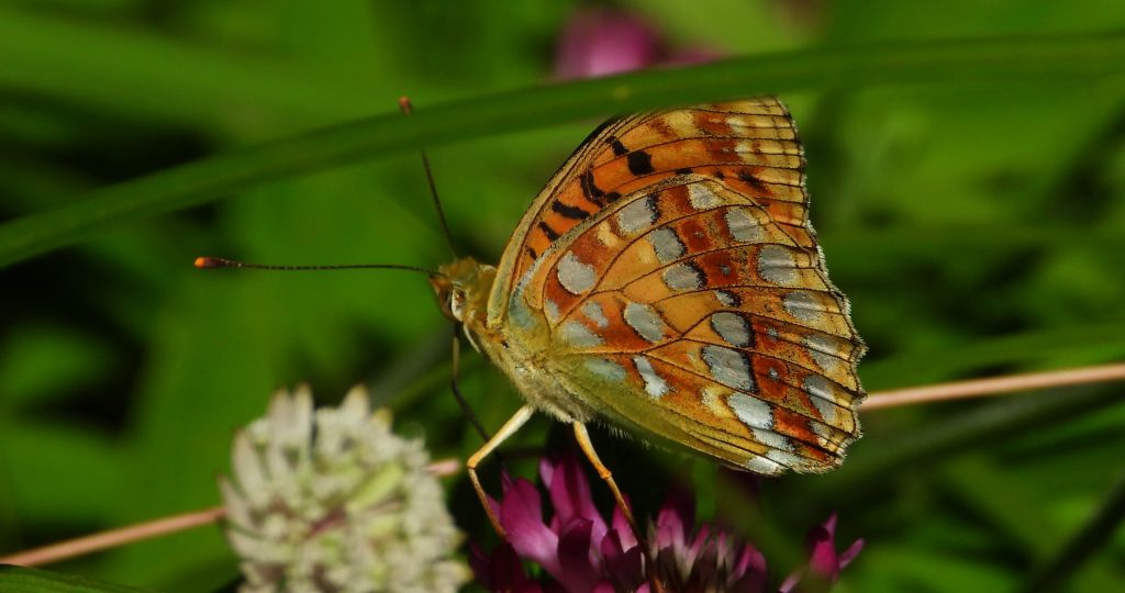 Dostojka adype (Argynnis adippe)