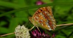Dostojka adype (Argynnis adippe)