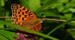 Dostojka adype (Argynnis adippe)