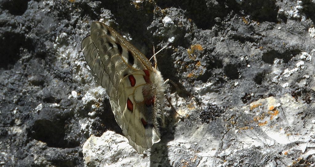 Niepylak apollo (Parnassius apollo)