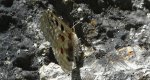 Niepylak apollo (Parnassius apollo)
