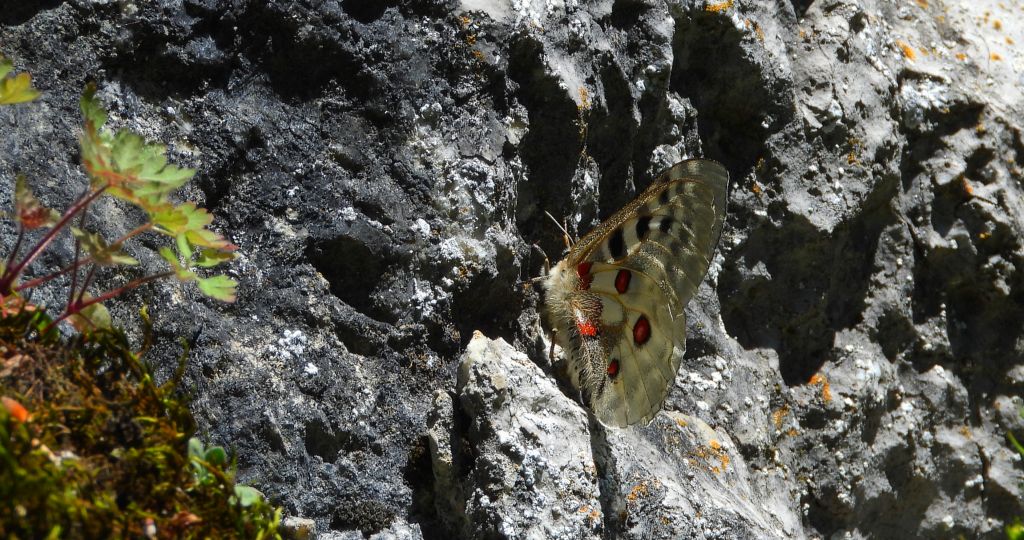 Niepylak apollo (Parnassius apollo)