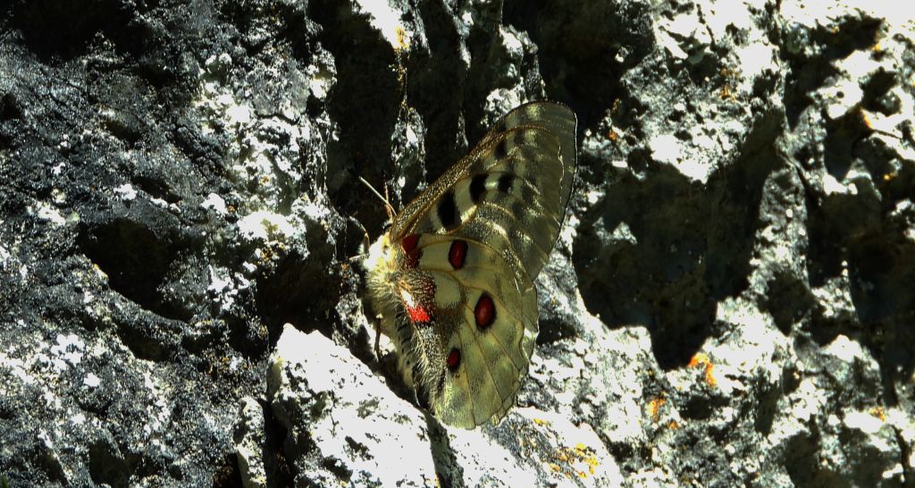 Niepylak apollo (Parnassius apollo)