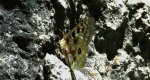 Niepylak apollo (Parnassius apollo)