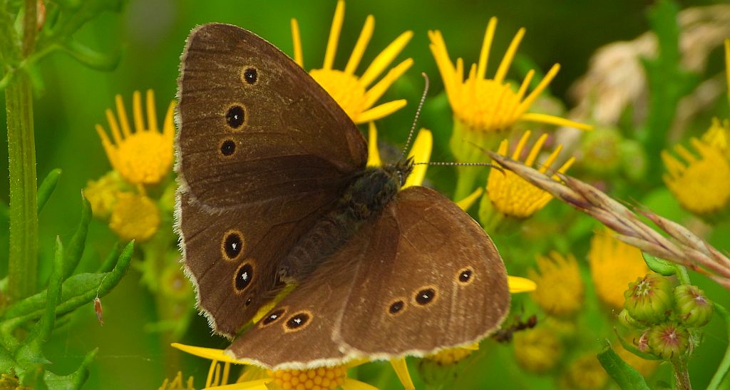 Przestrojnik trawnik (Aphantopus hyperantus)
