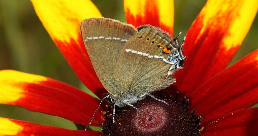 Ogończyk tarninowiec (Satyrium spini)