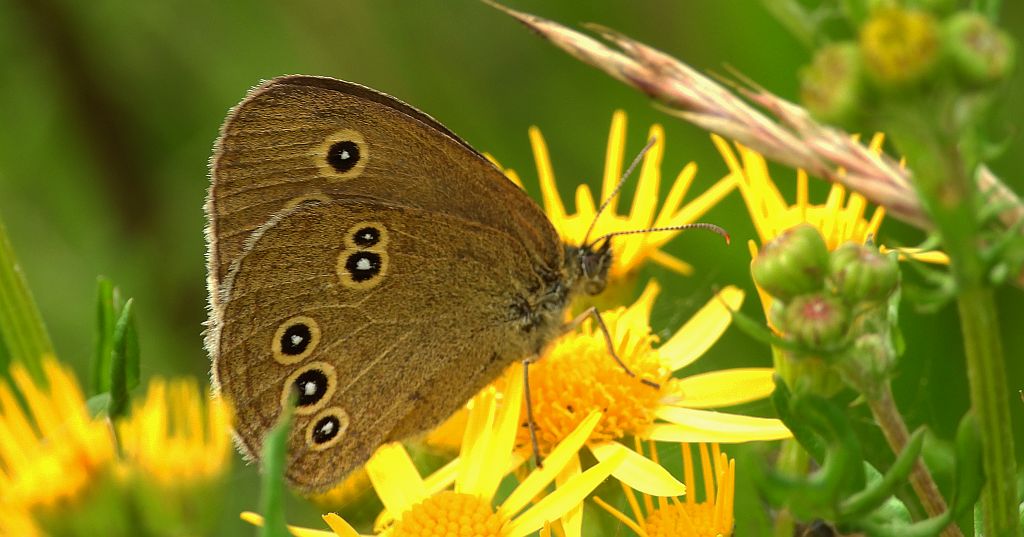 Przestrojnik trawnik (Aphantopus hyperantus)