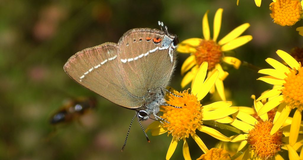 Ogończyk tarninowiec (Satyrium spini)