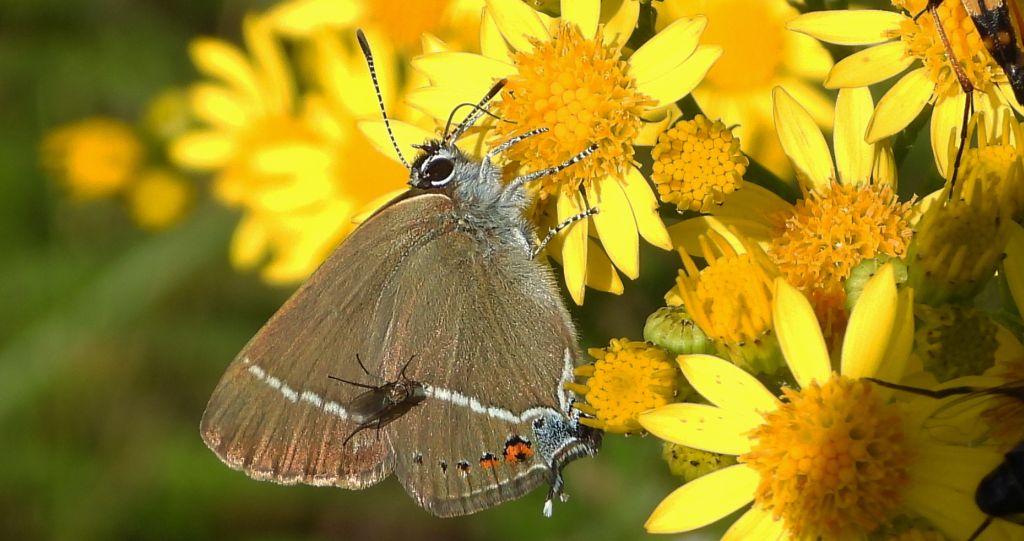 Ogończyk tarninowiec (Satyrium spini)