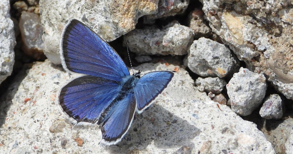 Modraszek argiades (Cupido argiades)