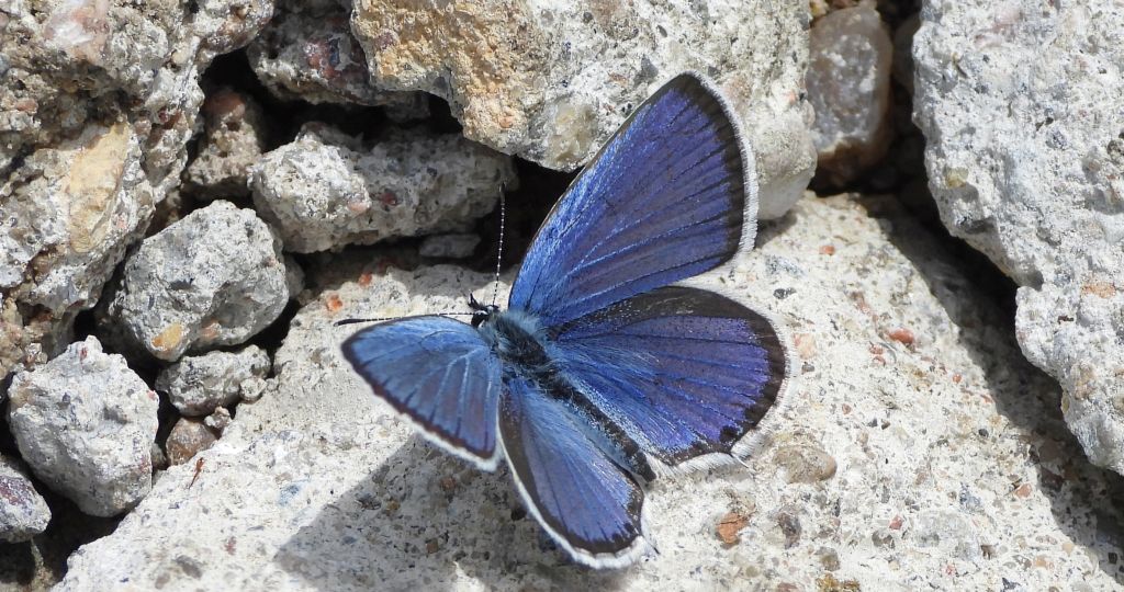 Modraszek argiades (Cupido argiades)