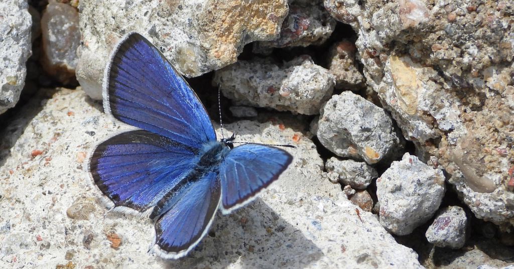 Modraszek argiades (Cupido argiades)