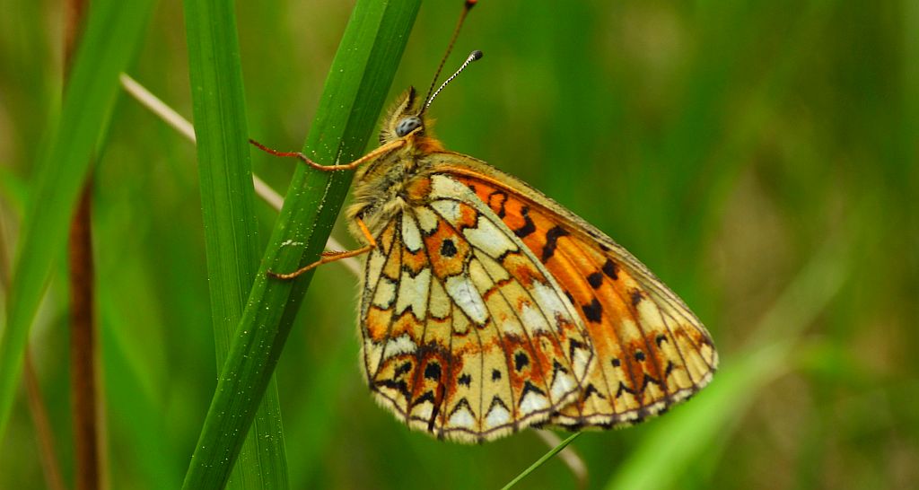 Dostojka selene (Boloria selene)