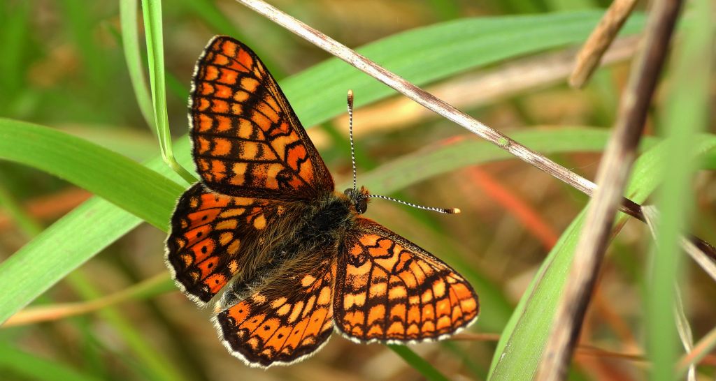 Przeplatka aurinia (Euphydryas aurinia)