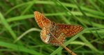 Przeplatka aurinia (Euphydryas aurinia)