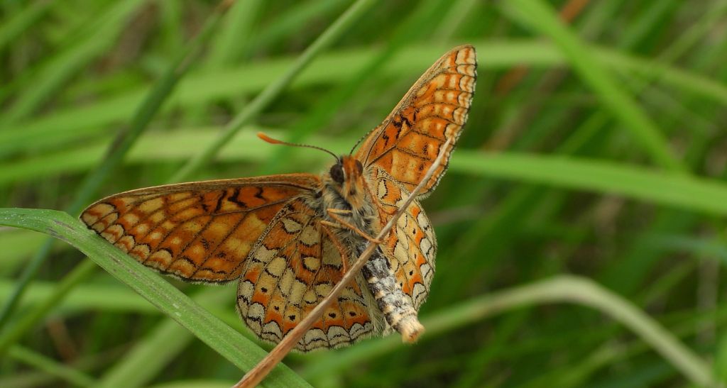 Przeplatka aurinia (Euphydryas aurinia)
