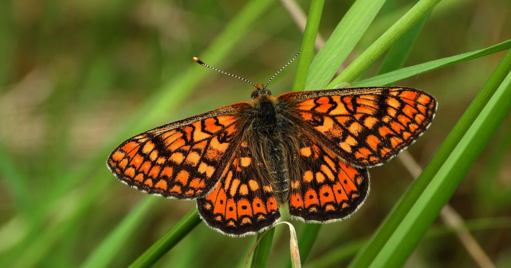 Przeplatka aurinia (Euphydryas aurinia)