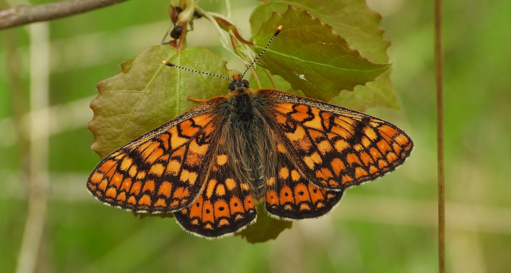 Przeplatka aurinia (Euphydryas aurinia)
