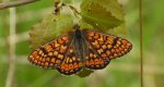 Przeplatka aurinia (Euphydryas aurinia)