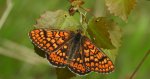 Przeplatka aurinia (Euphydryas aurinia)