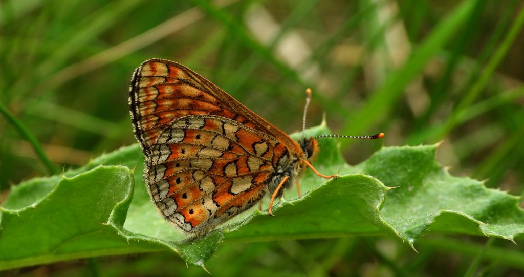 Przeplatka aurinia (Euphydryas aurinia)