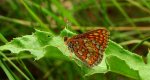Przeplatka aurinia (Euphydryas aurinia)