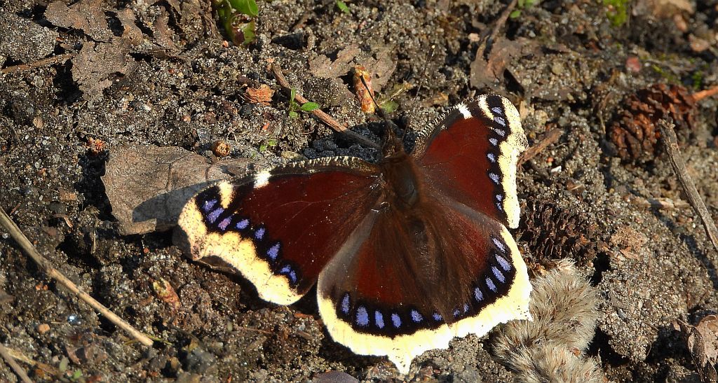 Rusałka żałobnik (Nymphalis antiopa)