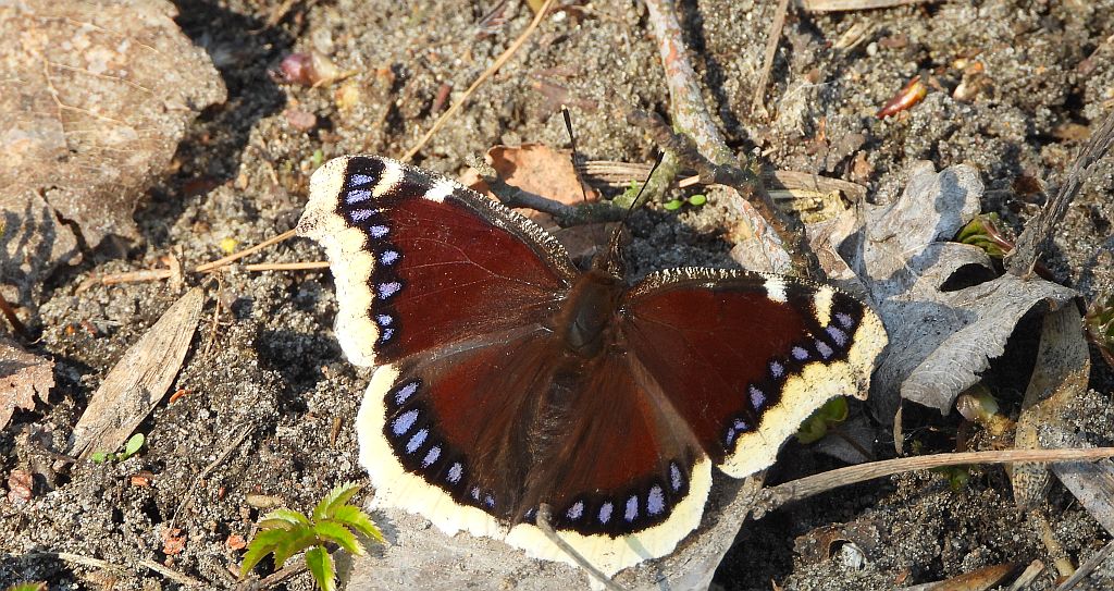 Rusałka żałobnik (Nymphalis antiopa)
