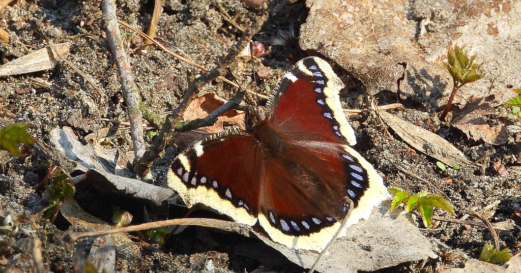 Rusałka żałobnik (Nymphalis antiopa)
