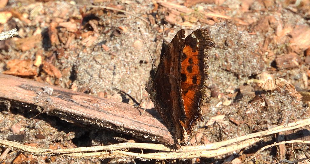 Rusałka drzewoszek (Nymphalis xanthomelas)