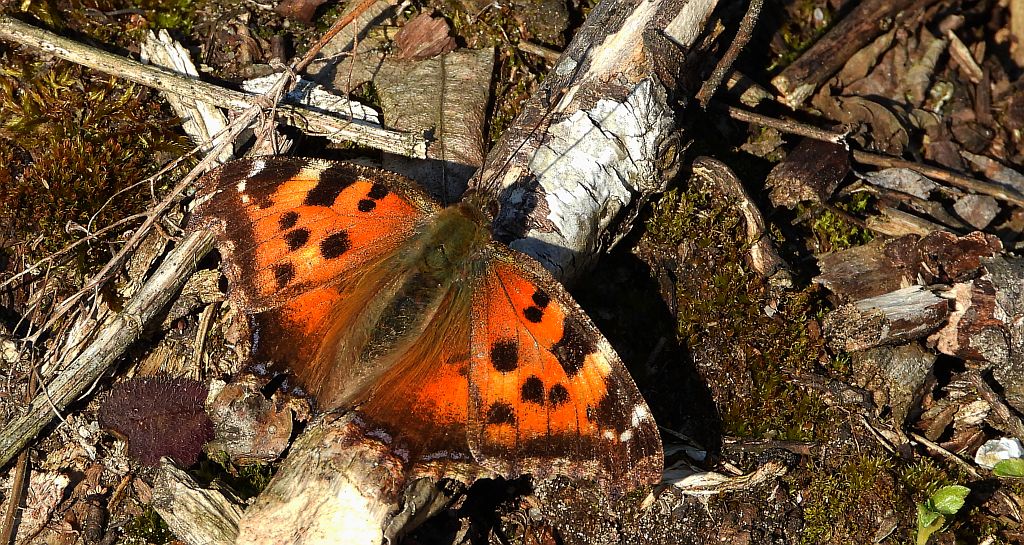 Rusałka drzewoszek (Nymphalis xanthomelas)