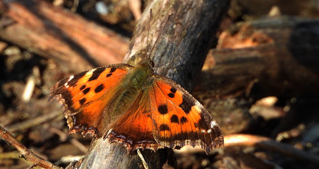 Rusałka drzewoszek (Nymphalis xanthomelas)