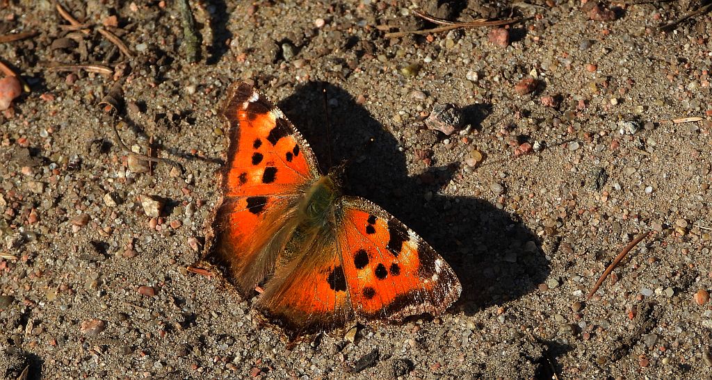 Rusałka drzewoszek (Nymphalis xanthomelas)