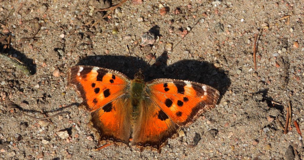 Rusałka drzewoszek (Nymphalis xanthomelas)
