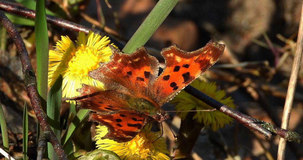 Rusałka ceik (Polygonia c-album)
