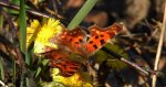 Rusałka ceik (Polygonia c-album)