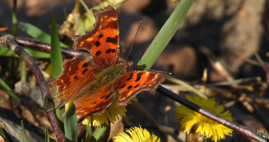 Rusałka ceik (Polygonia c-album)