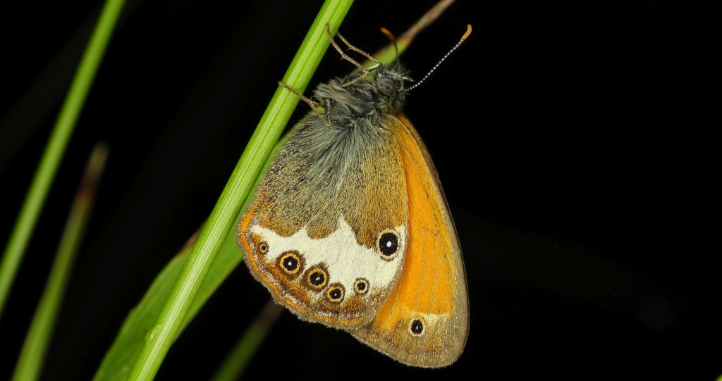Strzępotek perełkowiec (Coenonympha arcania)