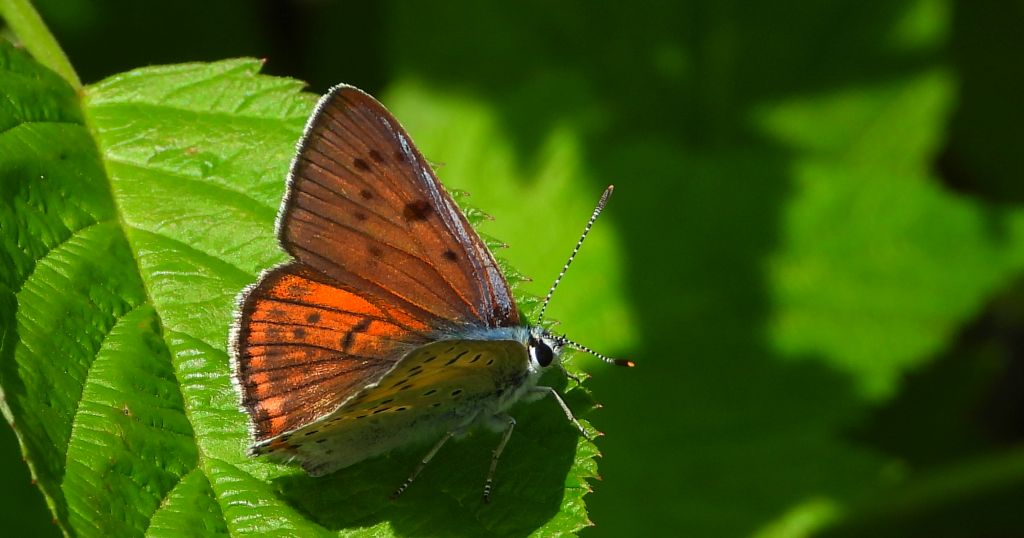 Czerwończyk zamgleniec (Lycaena alciphron)